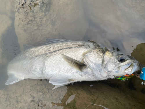 スズキの釣果