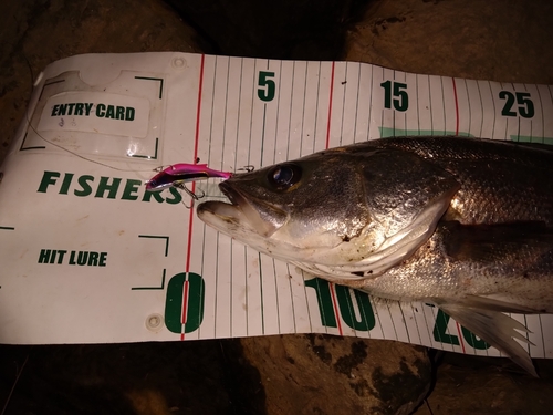 シーバスの釣果