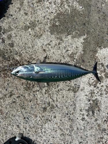 ヒラソウダの釣果