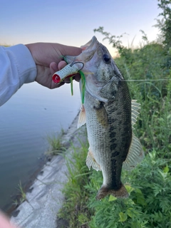 ラージマウスバスの釣果