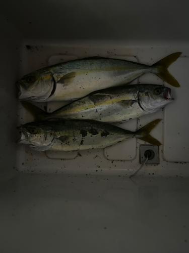 ツバスの釣果