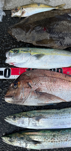 サゴシの釣果