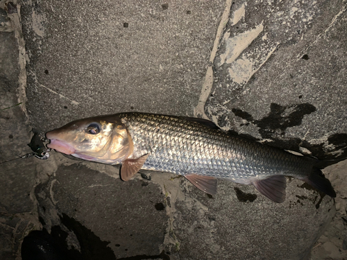 ニゴイの釣果