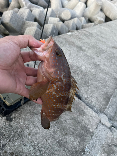 黒島（新居浜）