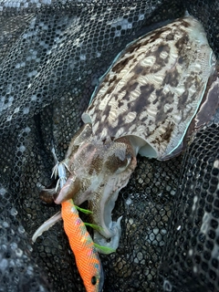 モンゴウイカの釣果