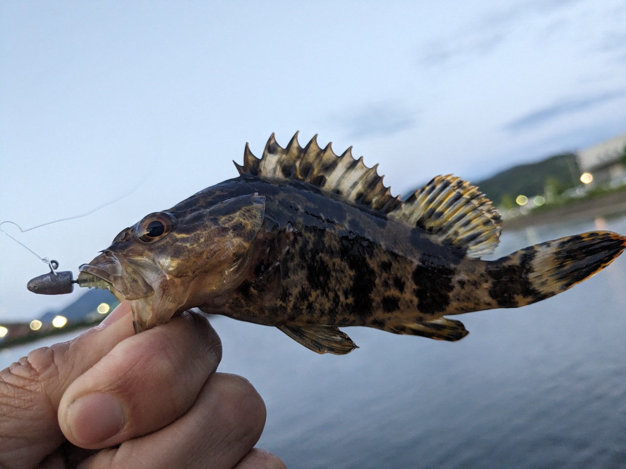 タケノコメバル