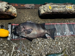 イシダイの釣果