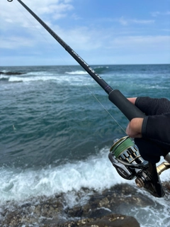 ニベの釣果