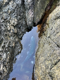 ヒラマサの釣果