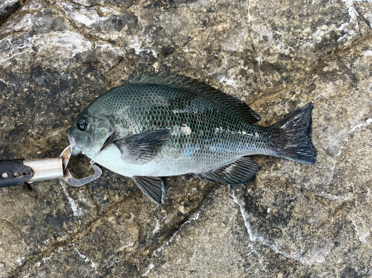 タカノハダイ