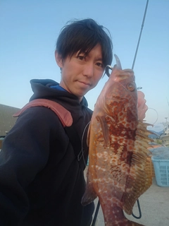 キジハタの釣果