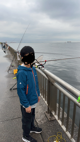 コノシロの釣果