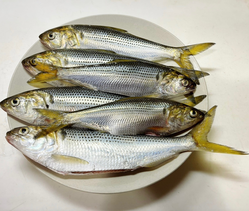 コノシロの釣果