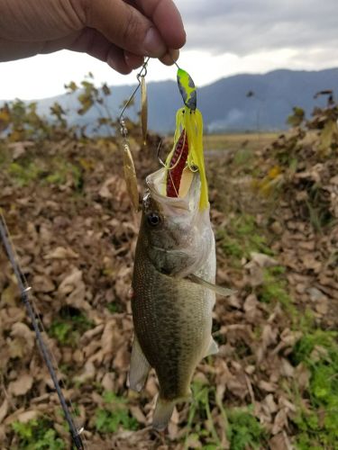 ブラックバスの釣果