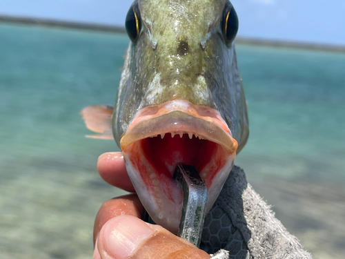 イソフエフキの釣果