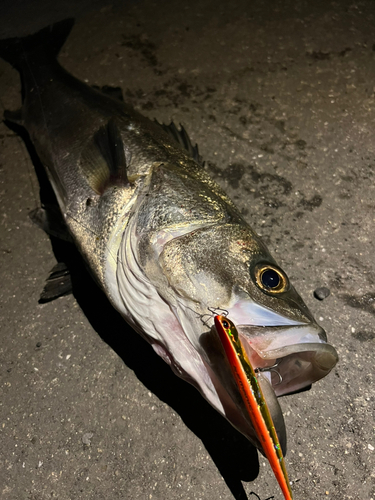 スズキの釣果