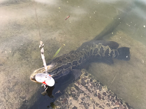 ライギョの釣果