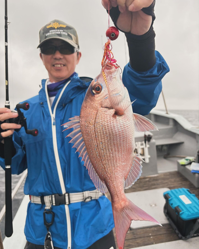 マダイの釣果