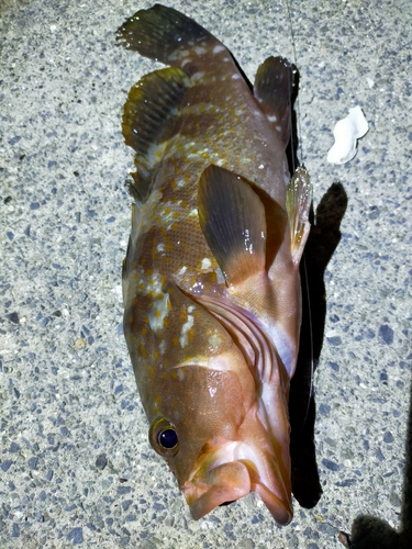 アコウの釣果