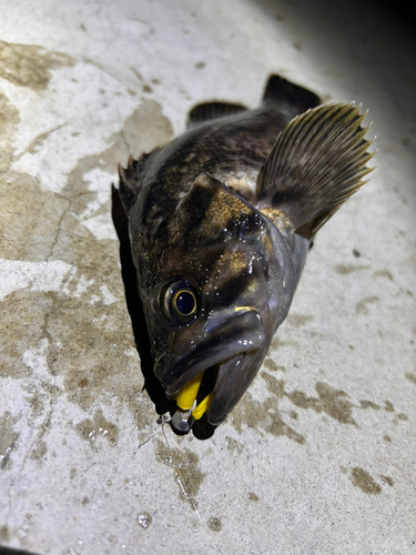 クロソイの釣果