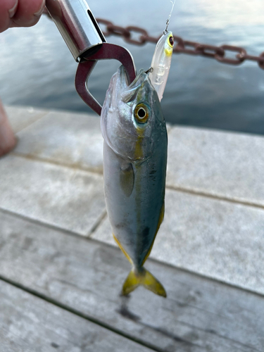 ワカシの釣果