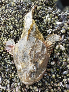 カジカの釣果