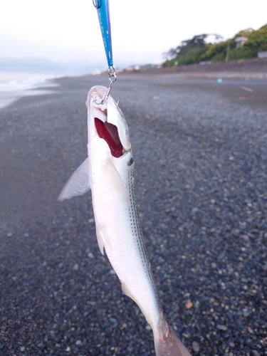 コノシロの釣果