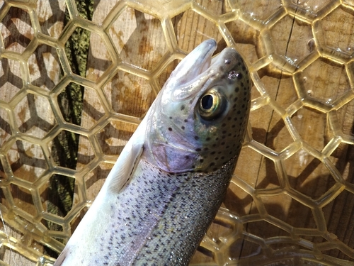 ニジマスの釣果