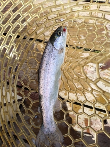 ニジマスの釣果