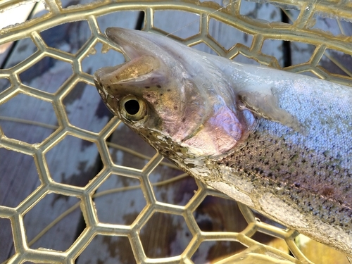 ニジマスの釣果