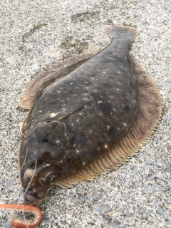 カレイの釣果