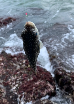 クサフグの釣果