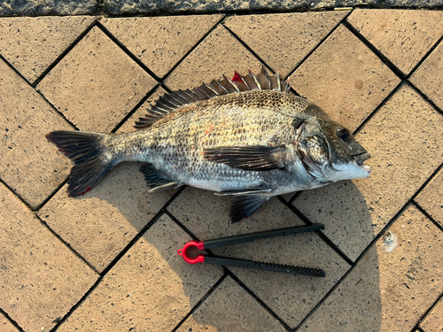 クロダイの釣果