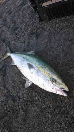 ブリの釣果