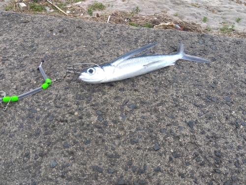 トビウオの釣果