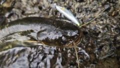 ナマズの釣果