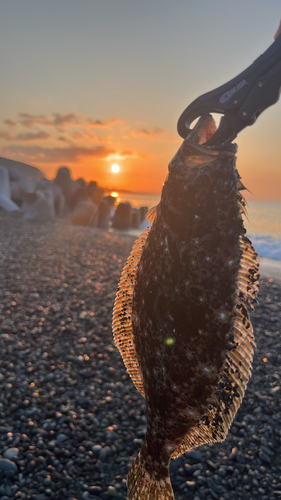 ヒラメの釣果