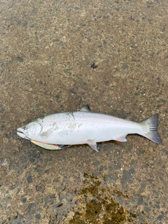 サクラマスの釣果