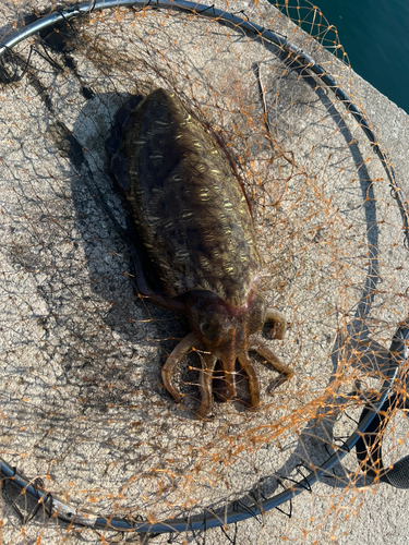 コウイカの釣果