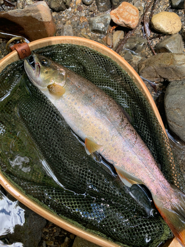 アマゴの釣果