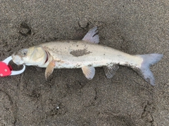 ウグイの釣果