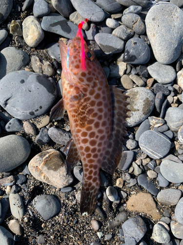 オオモンハタの釣果