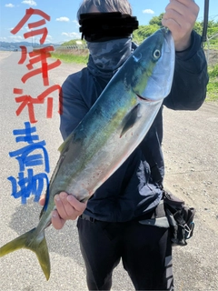 ワラサの釣果