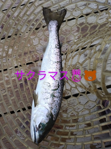 サクラマスの釣果