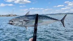 ソウダガツオの釣果