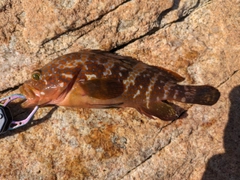 アコウの釣果