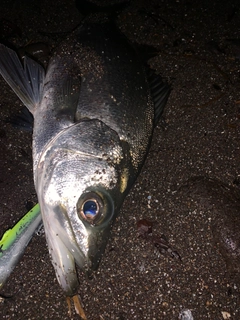 セイゴ（ヒラスズキ）の釣果