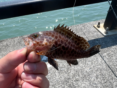 オオモンハタの釣果