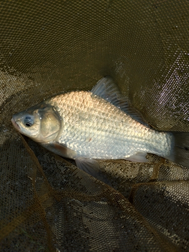 ヘラブナの釣果