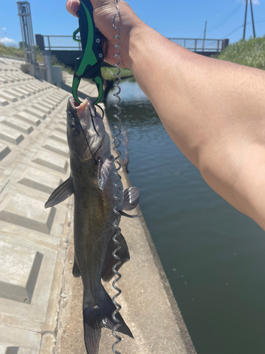 ナマズの釣果